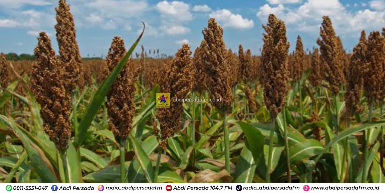 Sorgum, Alternatif Pangan Bernilai Tinggi