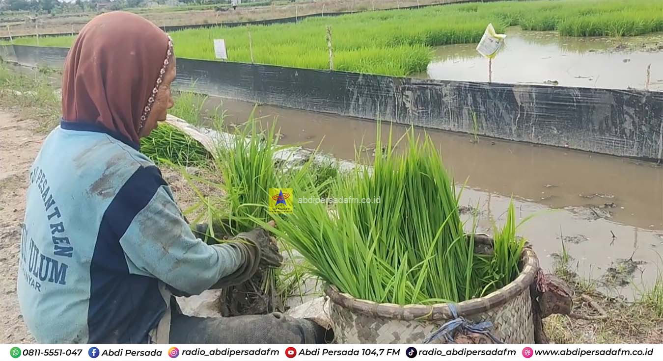 Perkuat Ketahanan Pangan, BBTPH Kalsel Sediakan Benih Unggul Berkualitas